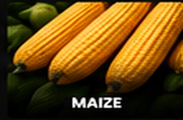 Maize cargo